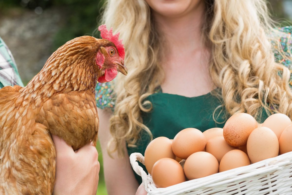 protein poultry egg industry